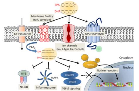 omega 3 fatty acid mechamism